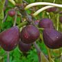 Ficus carcia (op stam) vruchten